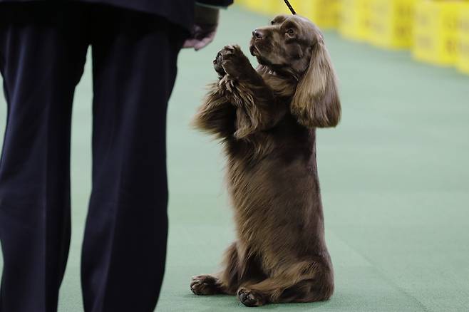 A Sussex spaniel competes with the sporting group at the Westminster Kennel Club dog show, Feb. 17, 2015, in New York. [AP/YONHAP]
