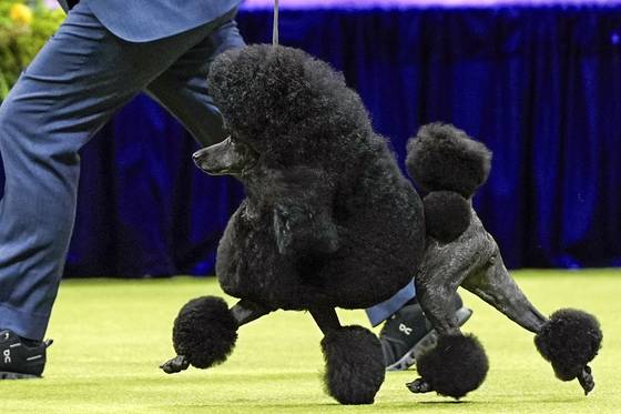 Sage, a miniature poodle, wins the best in show competition during the 148th Westminster Kennel Club Dog show on May 14, 2024, at the USTA Billie Jean King National Tennis Center in New York. [AP/YONHAP]