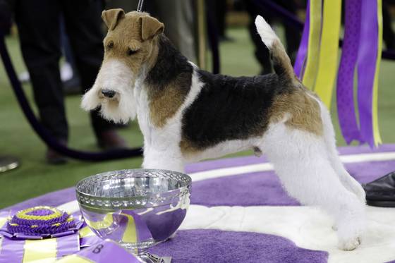 King, a wire fox terrier, poses for photographs after winning Best in Show at the 143rd Westminster Kennel Club Dog Show, Feb. 12, 2019, in New York. [AP/YONHAP]
