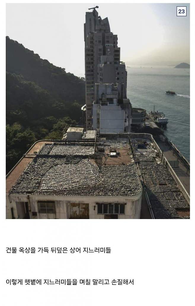 13.jpg 중국요리 샥스핀의 추악한 진실