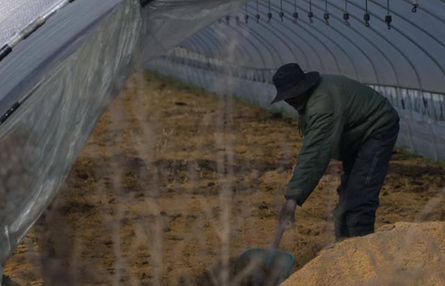 경기 포천시 비닐하우스 단지에서 외국인 노동자가 일하고 있다. 포천=최주연 기자
