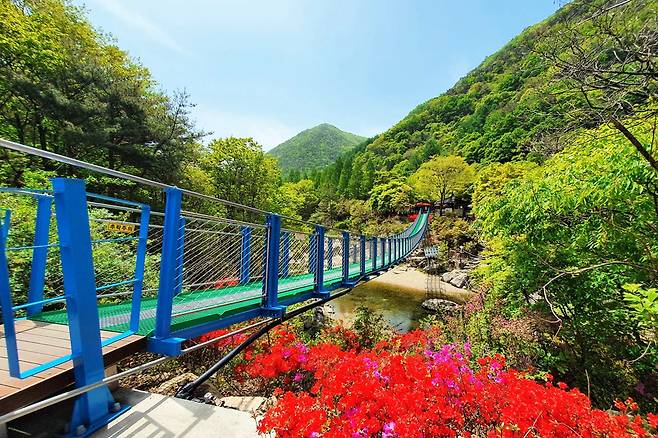 장령산휴양림 출렁다리