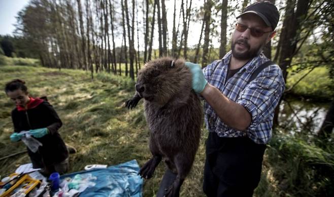 ▲ 체코 과학자가 생태연구와 인식표 부착 등을 위해 포획한 비버 [연합뉴스]&nbsp;