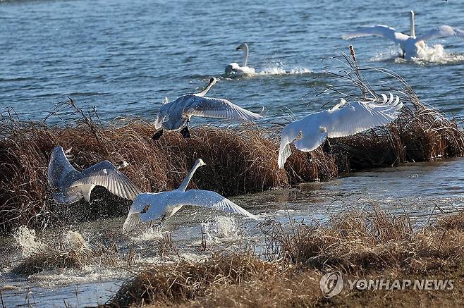 이번 겨울 강릉 찾은 겨울 진객 큰고니 [연합뉴스 자료사진]