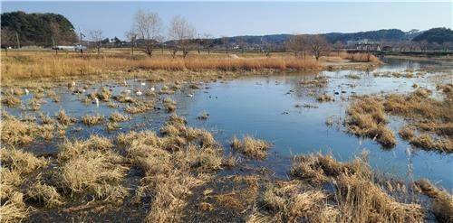 50여 마리의 큰고니가 찾은 경포천-2023년 12월 [촬영 유형재]