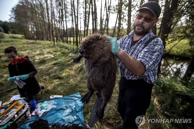 체코 과학자가 생태연구와 인식표 부착 등을 위해 포획한 비버 [EPA 연합뉴스 자료사진. 재판매 및 DB 금지]