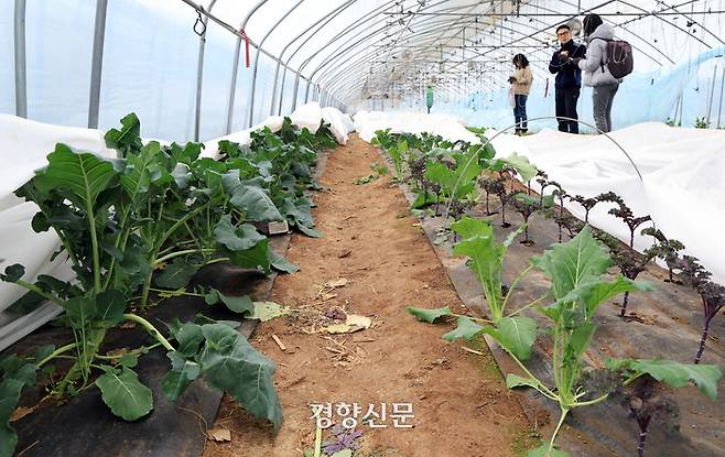 충남 홍성군 홍동면 팔괘리 채소생활 농장. 청년농부들이 ‘다품종 적정생산’으로 농사를 짓는 곳이다.  서성일 선임기자