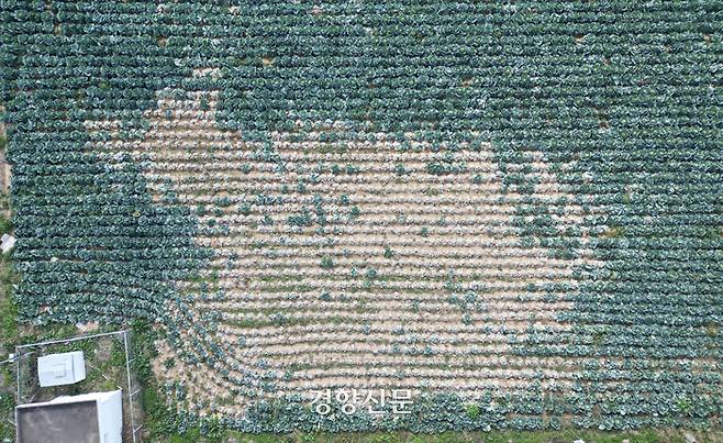 지난해 12월4일 농부 박용규씨의 제주 한경면 양배추밭. 긴 가을 장마로 양배추 뿌리가 썩어 하얗게 시들었다.  권도현 기자