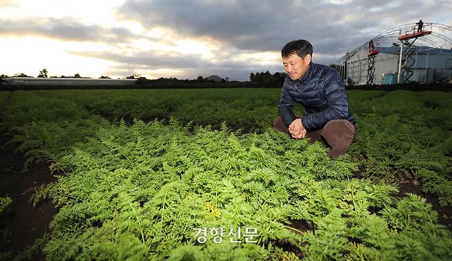 제주시 구좌읍에서 친환경 당근 농사를 짓는 김병수씨가 지난해 12월3일 당근밭을 살펴보고 있다.   권도현 기자