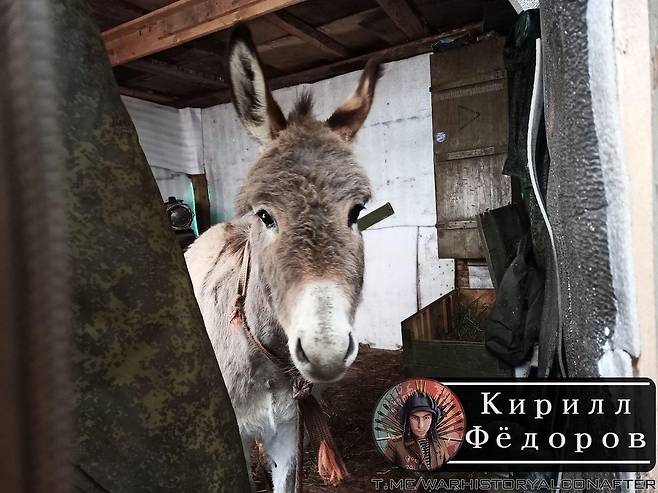 러시아군이 사용 중이라는 당나귀 [키릴 페도로프 텔레그램 채널 캡처. 재판매 및 DB 금지]