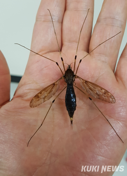 강원 영월군 북면 문곡리 일대에서 발견된 '단종대왕각다귀'. (사진=영월곤충박물관)