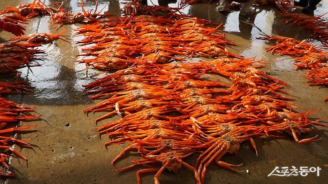 아침 후포항 어판장 경매에 나온 붉은대게. 밤새 조업을 해 잡은 붉은대게를 배를 위로 향하게 해 움직이지 못하도록 하고 크기에 따라 분류하면 경매가 시작된다        울진｜김재범 기자 oldfield@donga.com