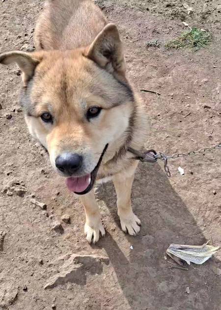 개들도 표정이 있다. 아주 정직하게도, 감정이 다 반영돼 있다. 다복이는 웃고 있다. 산책 나갈 생각에 좋아서일 게다./사진=유재연 소설가