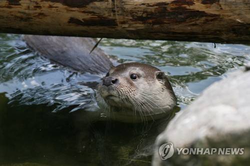수달 [한국수달보호협회 제공. 재판매 및 DB 금지]
