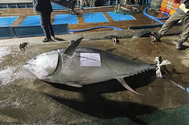 참다랑어 [영덕군 제공. 재판매 및 DB 금지]