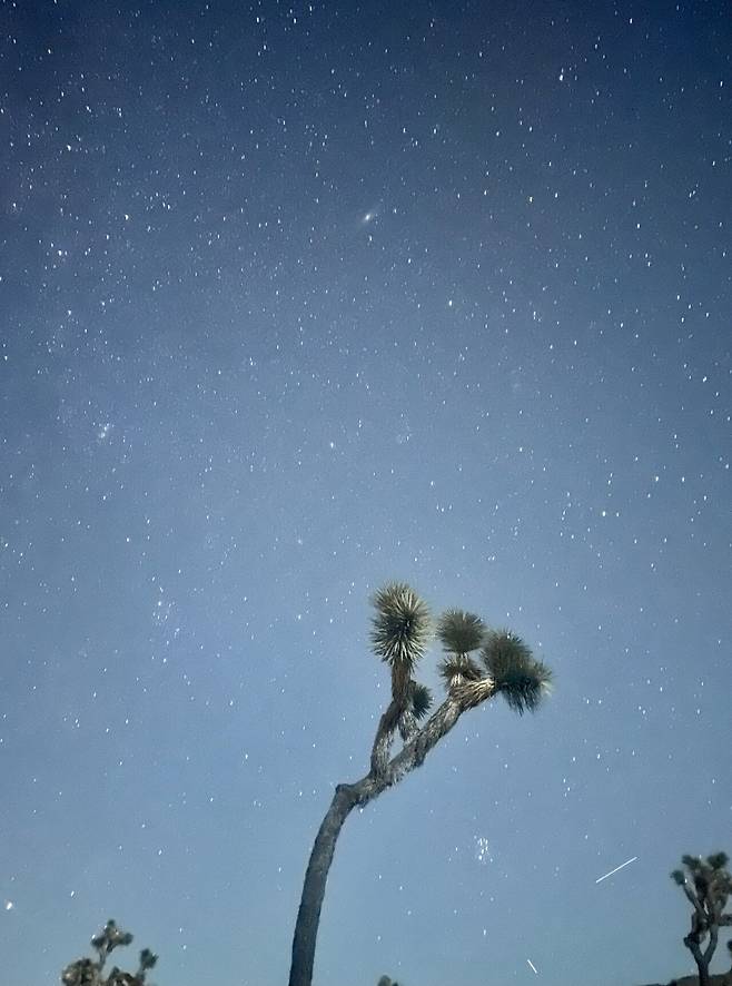 KakaoTalk_20250214_220055056.jpg [여행기]44일간 미국여행 10~11 / 조슈아트리