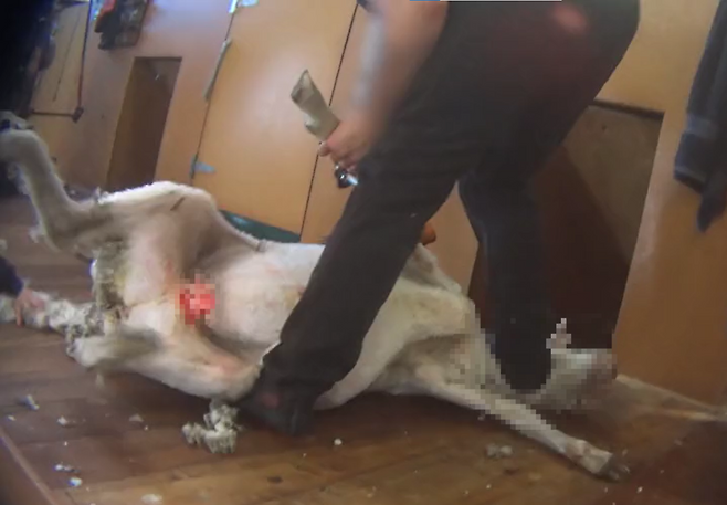 뉴질랜드 양떼 목장에서 벌어진 학대 현장. 작업자가 양의 목을 밟고 있다.[PETA 홈페이지 갈무리]