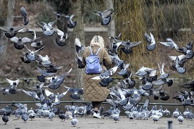 한때 귀한 전령이자 평화의 상징이었던 비둘기는 오늘날 ‘날개 달린 쥐’ 취급을 받기도 한다. 하지만 ‘나쁜 동물의 탄생’의 저자는 “동물들은 변한 적이 없다. 변덕스러운 것은 언제나 동물들을 바라보는 우리의 시선”이라고 꼬집는다. 뒤셀도르프=AP 뉴시스