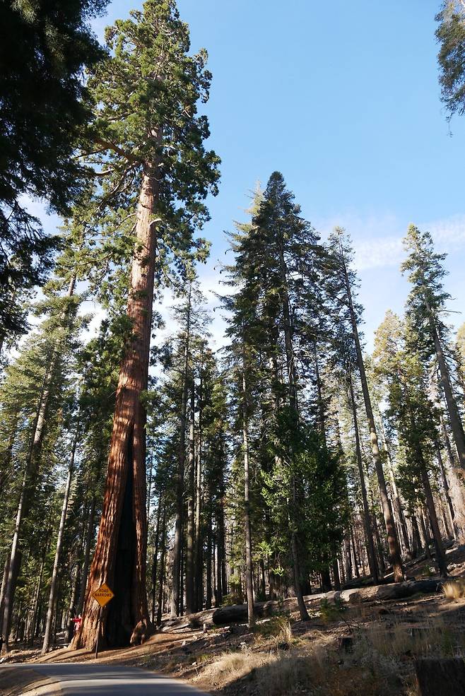 KakaoTalk_20250215_181303471.jpg [여행기]44일간 미국여행 14 / 요세미티