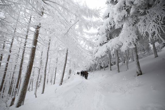 나뭇가지마다 눈꽃이 엉겨붙어 환상적인 설경을 빚고 있다. ⓒ박준규