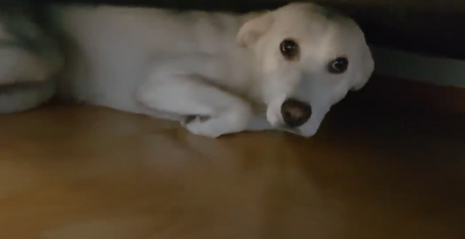 목욕하기 싫어 침대 밑에 숨는 모습으로 화제를 모은 강아지 복순이. 유튜브 채널 ‘강복순’ 캡처