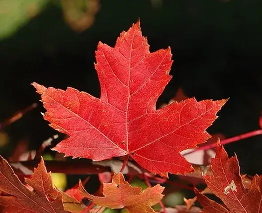 78a5da03f2ed16f5768cfe943388736e9291f6f9d68db2b48484a4a7107c5ee46a70f261c1ae7e3823493ee5a6c16d42cffcd6ea8a5c76d6a6b8ce8ccaee788371ac685a454a75