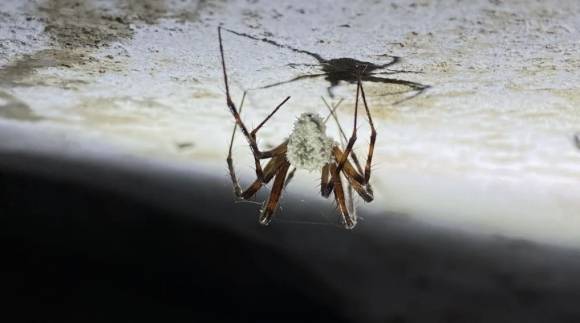 새로 발견된 곰팡이 기벨룰라 아텐보로이(Gibellula attenboroughii)는 동굴 거미를 죽이기 전에 굴에서 유인해낸다. 팀 포그
