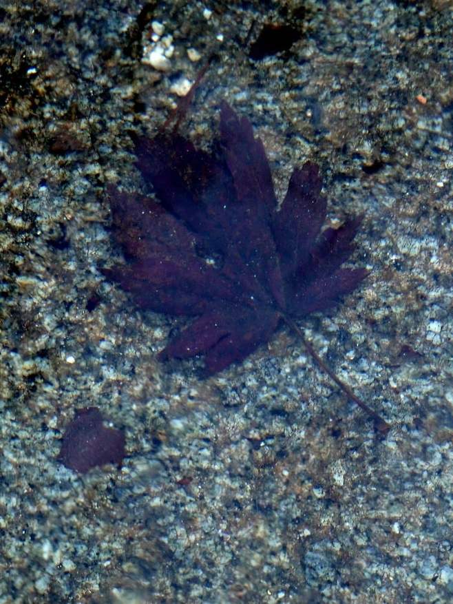 098ef376b5836ef62095e69236ef203e75b0295a336fad0f0e