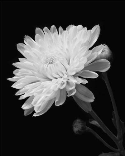 배우 김옥빈이 SNS에 개제한 국화꽃 사진 [개인 SNS 캡처. 재판매 및 DB 금지]