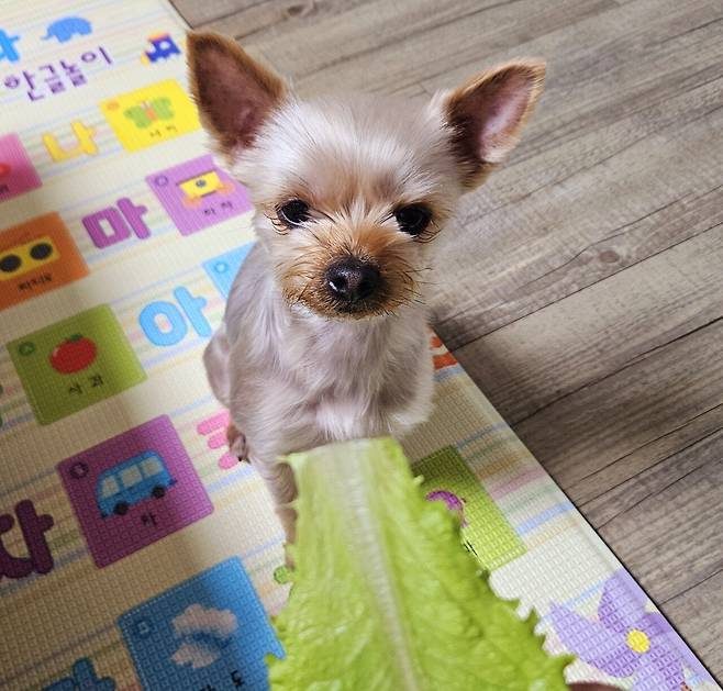 20250217_200446.jpg 저녁 통삼겹살로 한잔