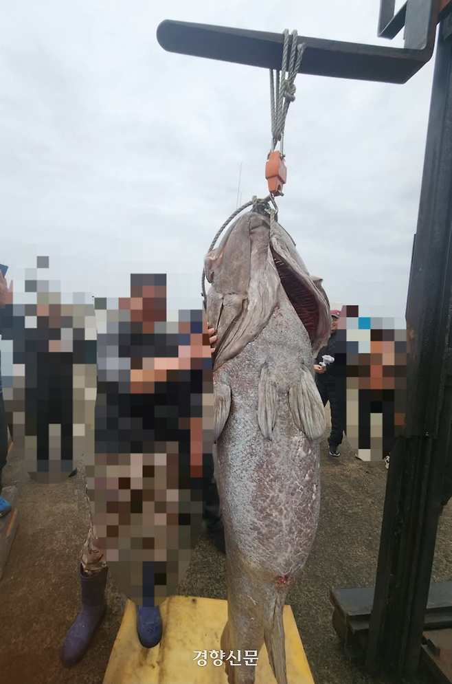‘전설의 심해어’로 알려진 대형 돗돔이 제주 해상에서 낚시로 잡혔다. 독자 제공