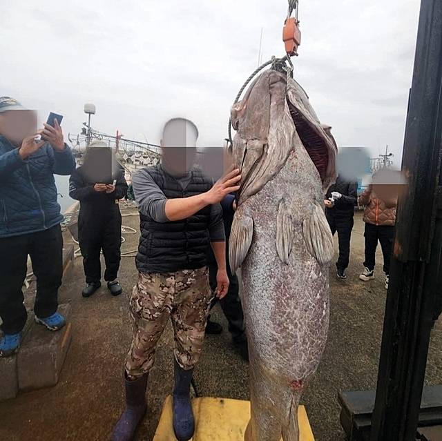 지난 16일 제주시 해상에서 몸길이 183㎝·무게 140㎏ 대형 돗돔이 잡혔다. 사진=독자 제공