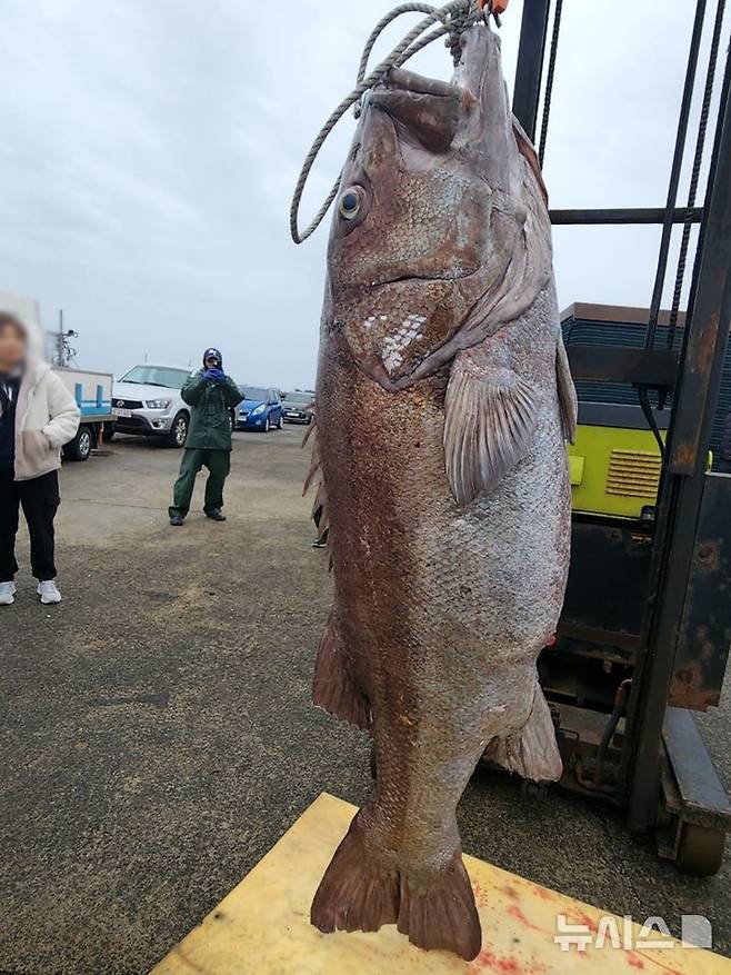 [제주=뉴시스] 지난 16일 제주 해상에서 1.8m 대형 돗돔이 잡혔다. (사진=독자 제공) 2025.02.18. photo@newsis.com