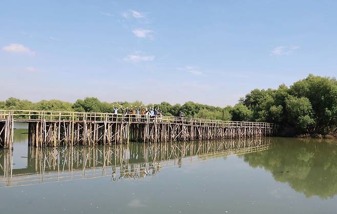 크루즈의 그린워싱을 반대하는 시민연대는 그린크루즈의 위험을 지적했다. 사진은 맹그로브 숲.[사진 | 연합뉴스]