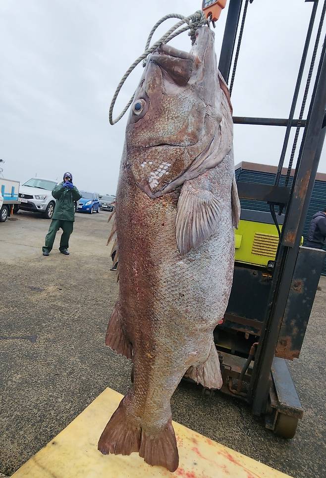 초대형 돗돔 [독자제공, 재판매 및 DB 금지]