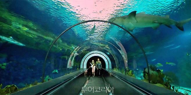 샌디에이고 씨월드/사진-캘리포니아 관광청