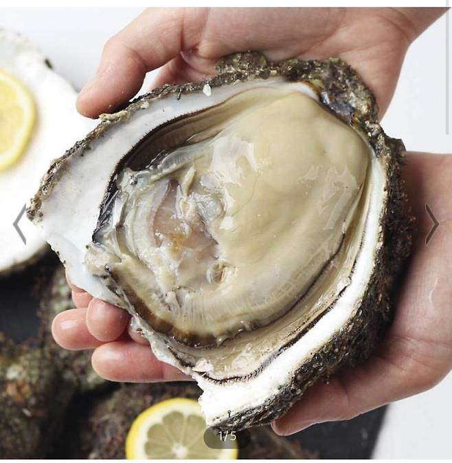 IMG_5696.jpeg 끝없이 커져가는 날조 때문에 억울한 굴 양식장