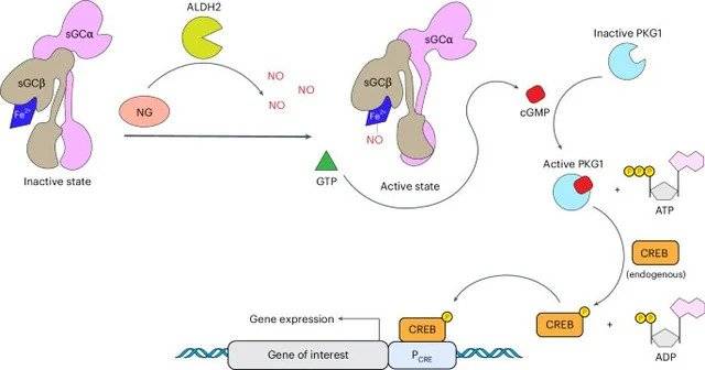 IMG_7482.webp.ren.jpg 당뇨병 세포치료를 위해 개발된 유전자 패치 근황 ㅎㄷㄷㄷ