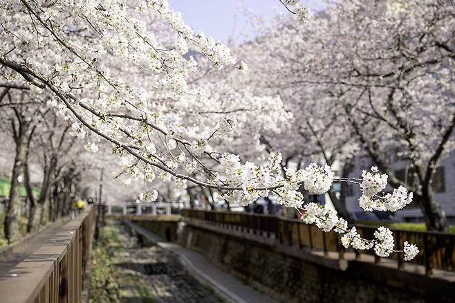 진해군항제 벚꽃