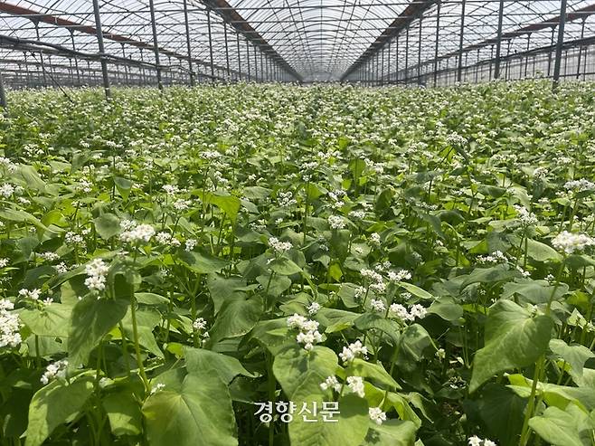 국내 육성 품종인 ‘양절’ 메밀 종자를 육성하는 채종단지. 제주도 제공