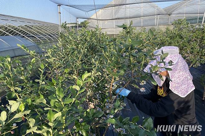 블루베리 농장에서 블루베리를 수확하는 모습.&nbsp; &nbsp;사진=권혜진 쿠키청년기자