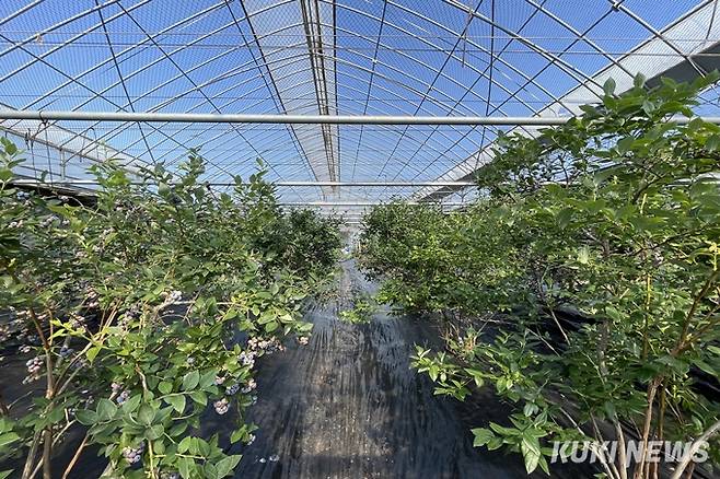 기자가 하루 일을 한 블루베리 농장 전경.&nbsp; &nbsp;사진=권혜진 쿠키청년기자