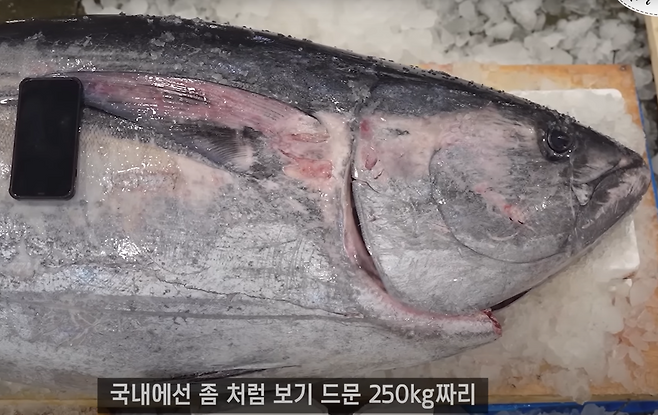동해안에서 잡힌 중량 250㎏의 참다랑어.[입질의 추억 유튜브 갈무리]