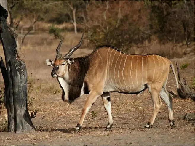 178f8877c2e82f886895dfa743c3751823387a4806e2a84ab847b024eb91ccb35a930727494123222b91d862be80132d88fb2487638ca7f58d324a2c59367fd02b7612a3864d9c