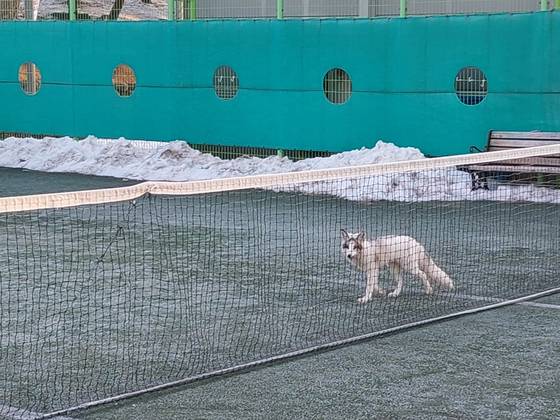 지난 11일 오전 전북 전주시 덕진동 덕진체련공원 내 테니스장에 붉은여우 개량종인 '마블 폭스' 수컷 한 마리가 어슬렁거리고 있다. 사진 전주시