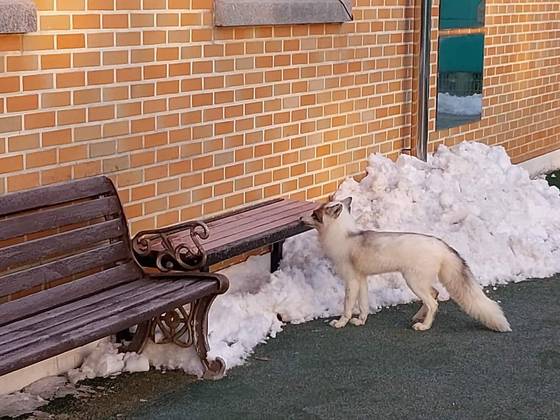 지난 11일 오전 전북 전주시 덕진동 덕진체련공원에 나타난 '마블 폭스'. 사진 전주시