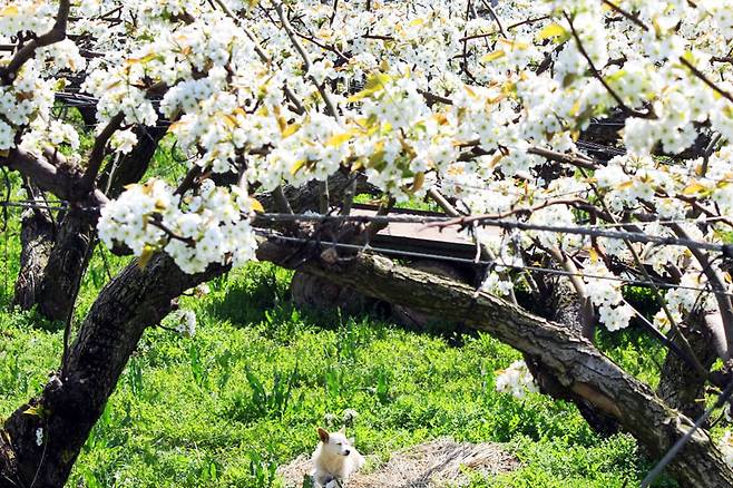 천안 왕지봉 배꽃길