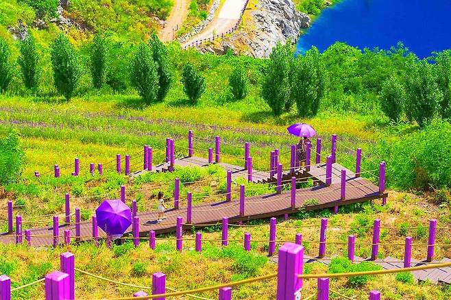 무릉별유천지 보랏빛 풍경