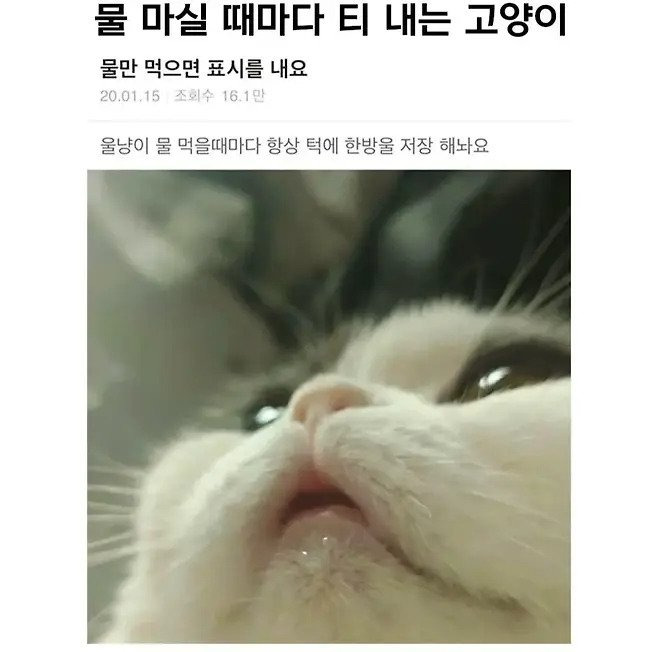 물 마실 때마다 티내는 고양이