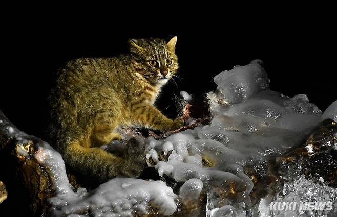 한반도 최상위 포식자 ‘삵’멸종위기 야생동물 2급에 지정된 삵은 한반도의 최상위 포식자 중 하나다. 삵은 밤에는 빛을 반사하는 동공 덕분에 존재감이 뚜렷하게 드러나지만, 낮에는 털무늬가 주변 배경에 자연스럽게 녹아들어 상대적으로 식별이 어려운 특징을 보인다.고양이와 유사한 외형을 지녔으나, 몸집은 고양이보다 크며, 꼬리에는 고리 모양의 가로 띠가 있어 눈에 띈다. 특히 눈 위, 코, 이마 양측에 뚜렷하게 나타나는 흰 무늬는 삵을 구별할 수 있는 주요 식별점으로 꼽힌다. 일반적으로 삵의 몸길이는 약 55~90㎝, 꼬리 길이는 약 25~32.5㎝에 달하며, 불분명한 반점들이 다수 관찰된다.